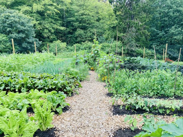 Trädgårdstorsdag: Market Gardening